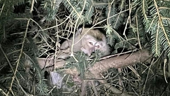 États-Unis : Des singes de laboratoire s’évadent après un accident de la route