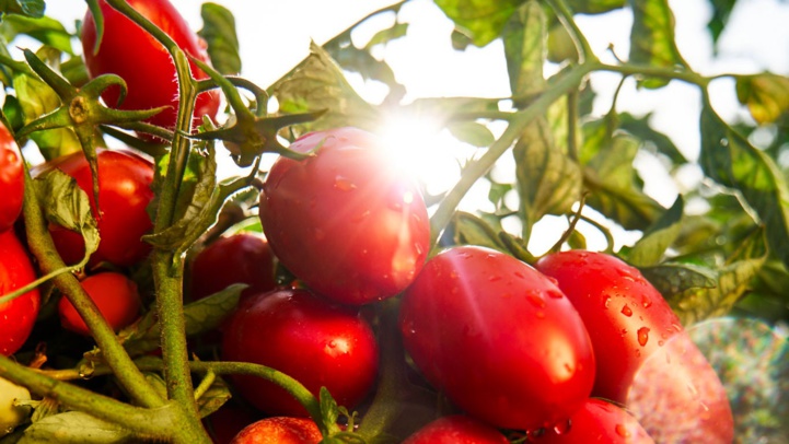 Tomate : A cause du Brexit, le Maroc dépasse l'Espagne sur le marché britannique Tomate : A cause du Brexit, le Maroc dépasse l'Espagne sur le marché britannique