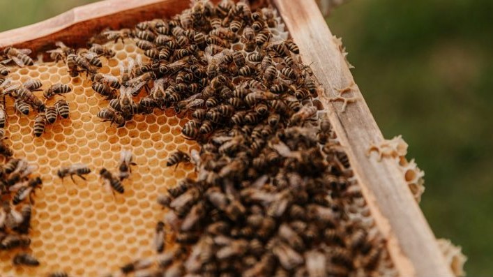 Face à la disparition des abeilles qui ne faiblit pas, le gouvernement met le paquet Face à la disparition des abeilles qui ne faiblit pas, le gouvernement met le paquet