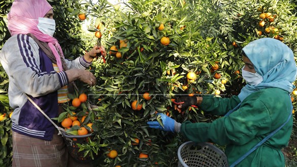 Béni Mellal-Khénifra  / Agrumes : une production de 500.000 T attendue