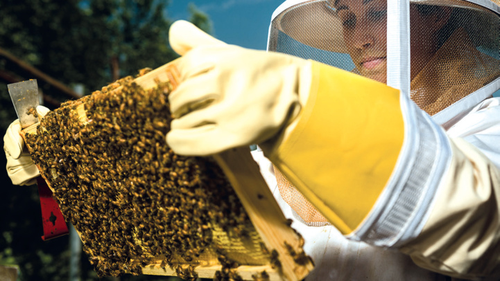 Apiculture : Nos abeilles se cachent-elles pour mourir ? Apiculture : Nos abeilles se cachent-elles pour mourir ?