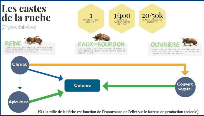 Apiculture : Nos abeilles se cachent-elles pour mourir ?