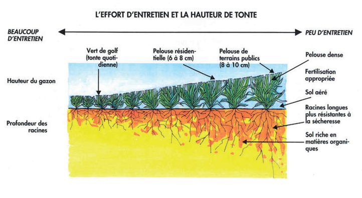 Stress hydrique : Le gazon est-il aussi maudit qu’on le dit ?
