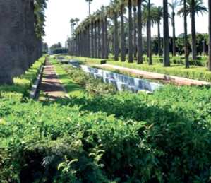 Stress hydrique : Le gazon est-il aussi maudit qu’on le dit ? Stress hydrique : Le gazon est-il aussi maudit qu’on le dit ?