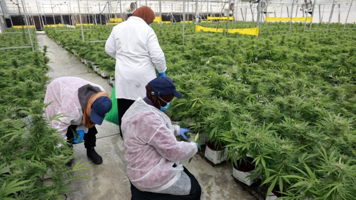 Israël : Le marché du cannabis thérapeutique explose