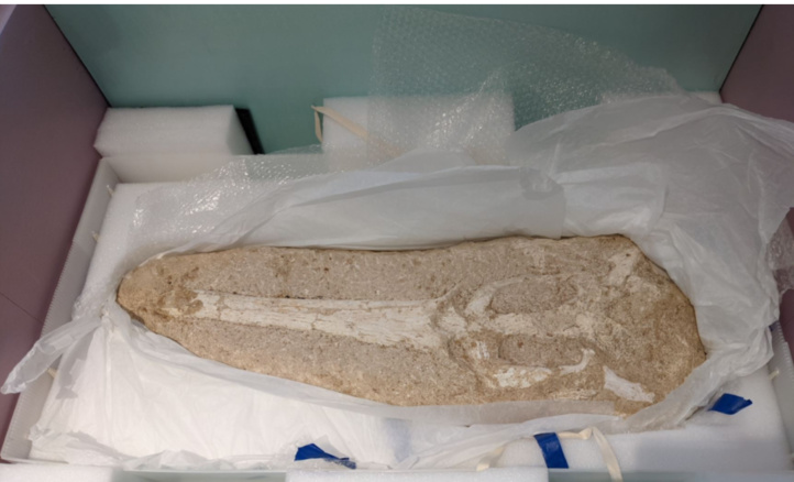 Le gouvernement américain restitue officiellement un crâne de crocodile fossilisé au Maroc Le gouvernement américain restitue officiellement un crâne de crocodile fossilisé au Maroc