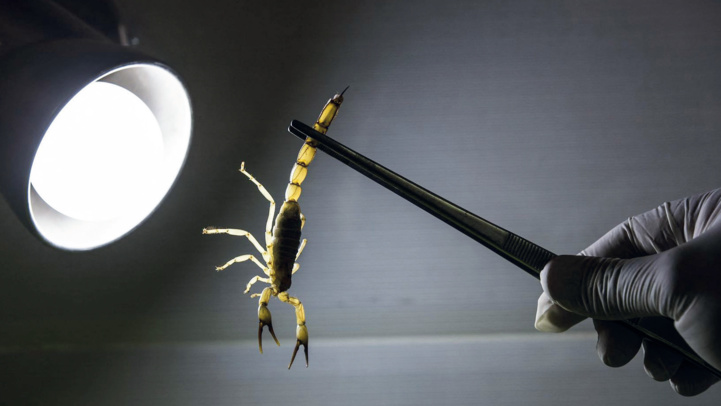 Extraction des venins : Une industrie marocaine prometteuse et pointue Extraction des venins : Une industrie marocaine prometteuse et pointue