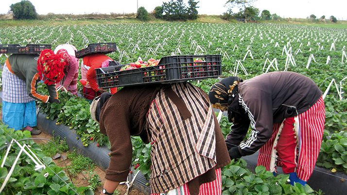 Produits agricoles : Le CESE préconise une normalisation des supply-chain