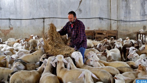 Doukkala-Abda : L’effondrement des prix du bétail inquiète les éleveurs Doukkala-Abda : L’effondrement des prix du bétail inquiète les éleveurs