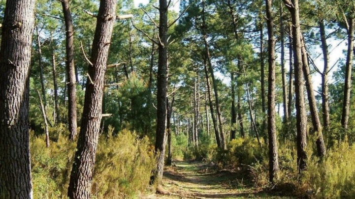 Agence nationale des eaux et forêts : Akhannouch nomme le Directeur général par intérim Agence nationale des eaux et forêts : Akhannouch nomme le Directeur général par intérim