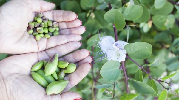 Safi : Près de 95% de la production de câpre dédiés à l’exportation