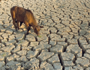 Élevage et viandes rouges : La résilience de la filière à l’épreuve de la sécheresse