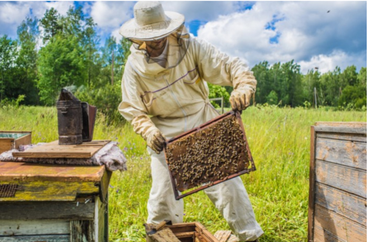 Apiculture : Vers le lancement d’une opération d’identification des ruches d’abeilles (M. Baitas)