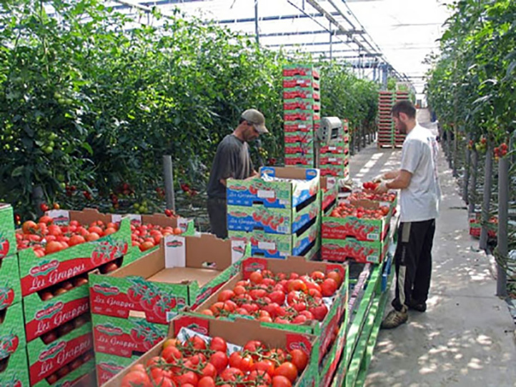 Tomates : Suspension provisoire des exportations 