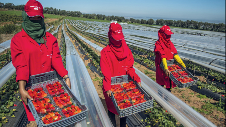 Migration circulaire : Pour une autonomisation des dames de fraises
