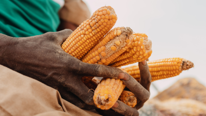 Guerre en Ukraine : La poursuite du conflit expose le monde à une crise alimentaire Guerre en Ukraine : La poursuite du conflit expose le monde à une crise alimentaire