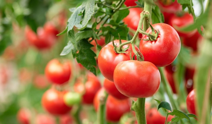 Baitas : Le prix de la tomate ne devrait pas dépasser 8 dh dans les prochains jours Baitas : Le prix de la tomate ne devrait pas dépasser 8 dh dans les prochains jours