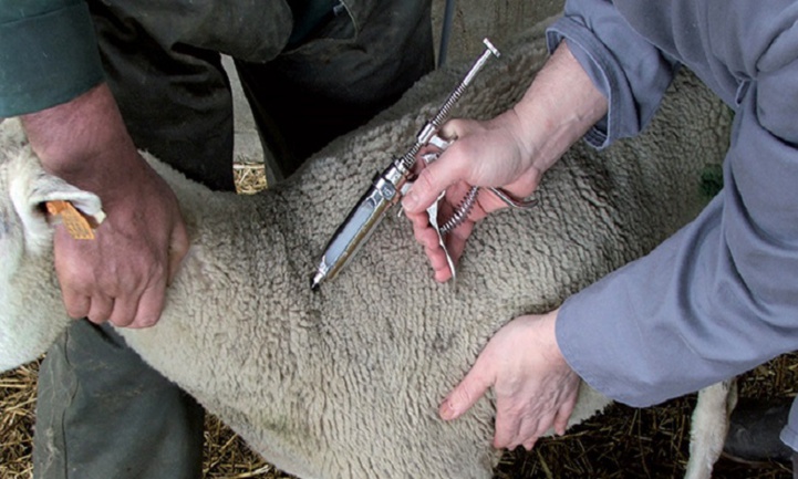 Vaccination du cheptel : L’ONSSA lance sa campagne nationale Vaccination du cheptel : L’ONSSA lance sa campagne nationale