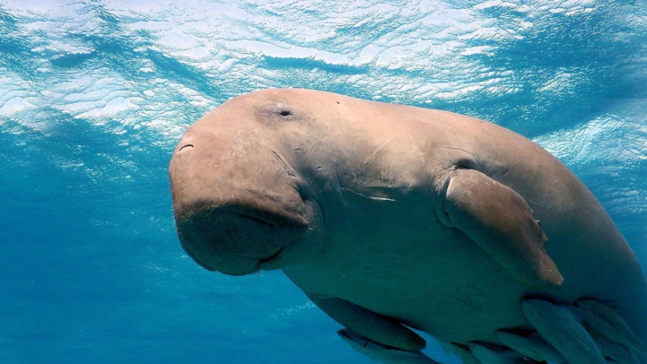 Dakhla: Découverte de fossiles d'une nouvelle espèce de "vaches de mer"