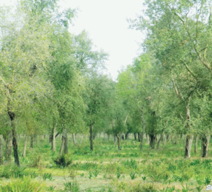 Gestion des eaux et des terres : Le génie ancestral en appui aux techniques et ouvrages modernes Gestion des eaux et des terres : Le génie ancestral en appui aux techniques et ouvrages modernes