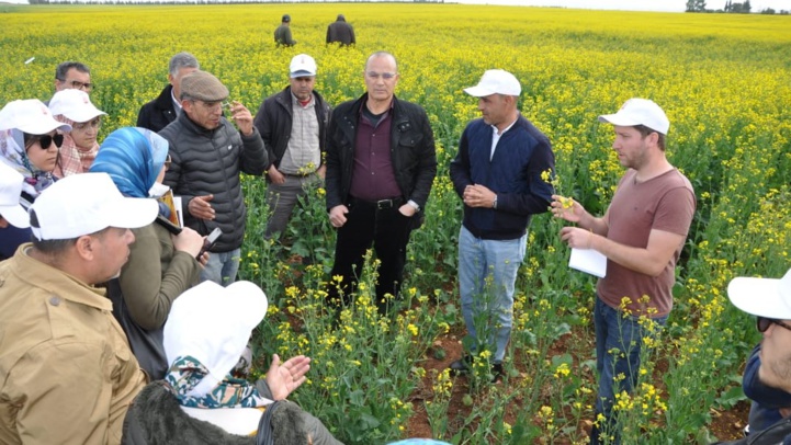Meknès / Maghreb Oléagineux : Colza et Tournesol, deux cultures stratégiques en plein essor Meknès / Maghreb Oléagineux : Colza et Tournesol, deux cultures stratégiques en plein essor