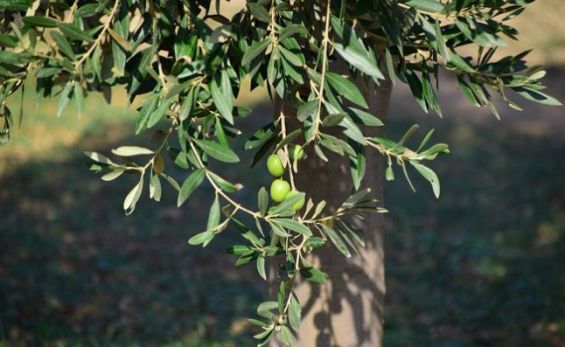 Rabat-Témara : Une consommation d’olives qui date de plus de 100.000 ans