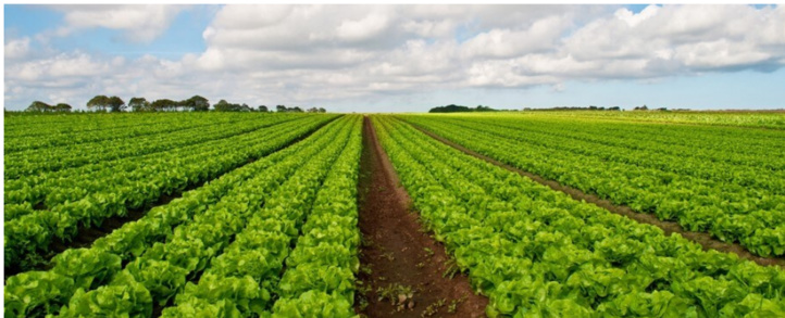 Cultures maraîchères: l'OCP dresse un bilan satisfaisant pour la campagne agricole 2020-2021 Cultures maraîchères: l'OCP dresse un bilan satisfaisant pour la campagne agricole 2020-2021