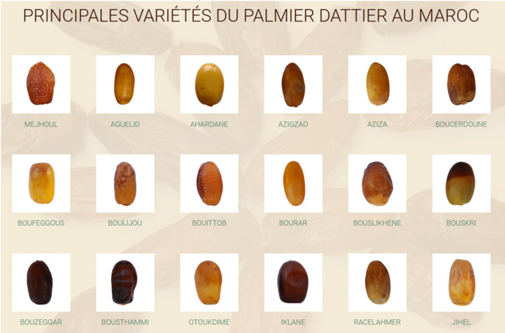 Filière dattière : La domination des dattes algériennes bientôt concurrencée par le made in Maroc Filière dattière : La domination des dattes algériennes bientôt concurrencée par le made in Maroc