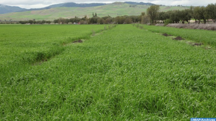 El Jadida – Sidi Bennour : Les dernières précipitations redonnent espoir aux agriculteurs El Jadida – Sidi Bennour : Les dernières précipitations redonnent espoir aux agriculteurs