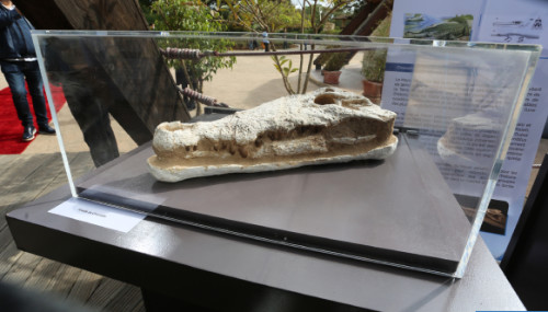 Zoo de Rabat : Exposition du crâne fossile du crocodile préhistorique restitué au Maroc