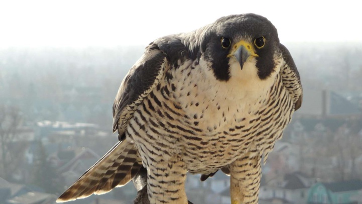Prolifération de pigeons : Les faucons, une solution naturelle adoptée à Casa Prolifération de pigeons : Les faucons, une solution naturelle adoptée à Casa