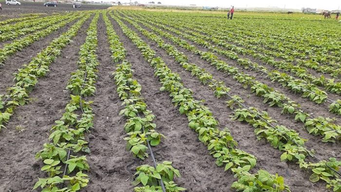 Cultures de printemps : Le programme de Rabat-Salé-Kénitra dépasse 112 mille hectares Cultures de printemps : Le programme de Rabat-Salé-Kénitra dépasse 112 mille hectares