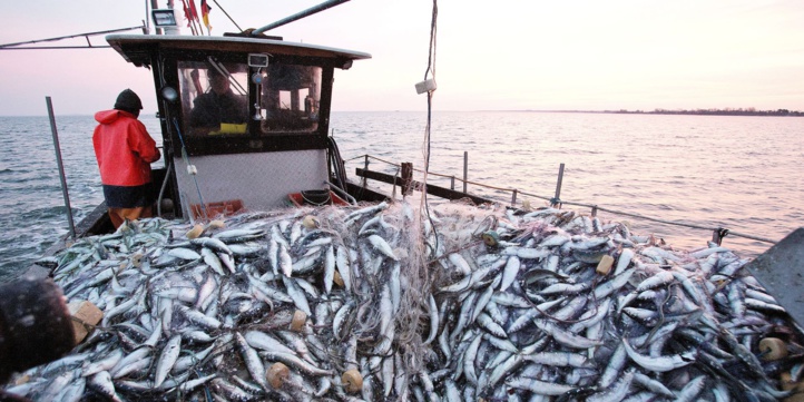 Pêche : la valeur des produits commercialisés frôle les 3 milliards de dirhams