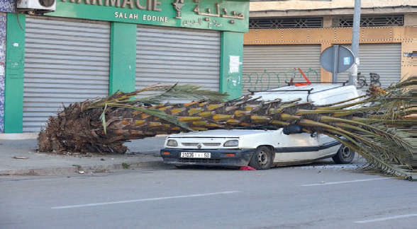 Casablanca : Un énorme palmier s’écrase sur une voiture Casablanca : Un énorme palmier s’écrase sur une voiture