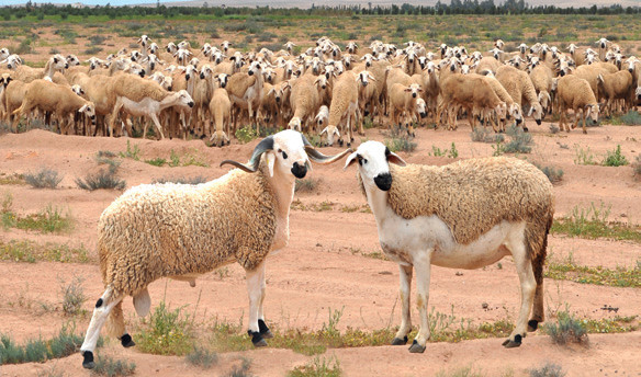 Marrakech-Safi / Précipitations : L’espoir renaît chez les éleveurs Marrakech-Safi / Précipitations : L’espoir renaît chez les éleveurs