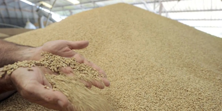 L’Etat a alloué une enveloppe de 3 MMDH de subventions au blé depuis début 2022