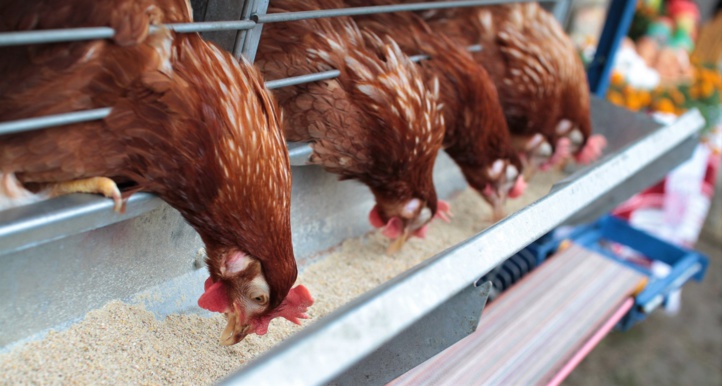 Secteur avicole : La FISA dénonce les vendeurs de poulets bio non autorisés