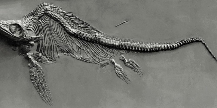 Découverte de la plus grosse dent d'un reptile géant préhistorique Découverte de la plus grosse dent d'un reptile géant préhistorique