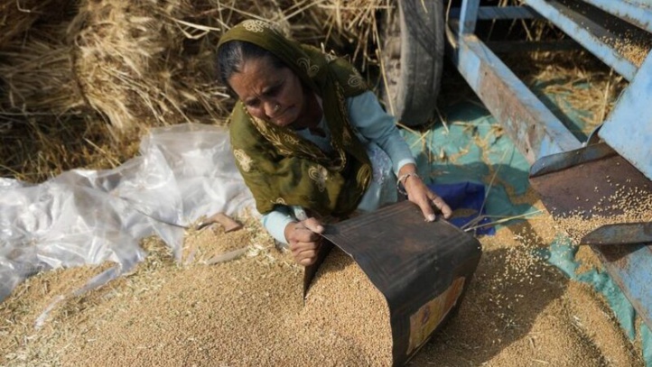 Pénurie alimentaire : L’Inde encouragée à relancer  les exportations de blé