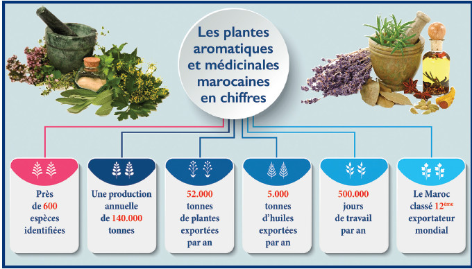 Plantes médicinales : Le Maroc, exportateur chevronné des remèdes d’antan Plantes médicinales : Le Maroc, exportateur chevronné des remèdes d’antan