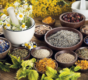 Plantes médicinales : Le Maroc, exportateur chevronné des remèdes d’antan Plantes médicinales : Le Maroc, exportateur chevronné des remèdes d’antan