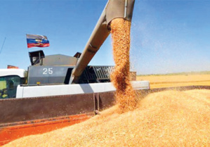 Cultures céréalières : Comment surmonter les chocs de la sécheresse ? Cultures céréalières : Comment surmonter les chocs de la sécheresse ?