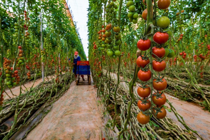 Export : le Maroc dépasse l’Espagne et devient 2ᵉ fournisseur de tomates de la Grande-Bretagne Export : le Maroc dépasse l’Espagne et devient 2ᵉ fournisseur de tomates de la Grande-Bretagne