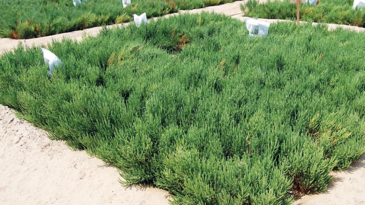 Eaux salines dans l’agriculture : Une solution nécessaire, mais périlleuse