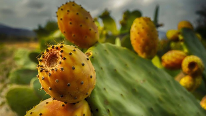 Recherche scientifique : huit nouvelles variétés de figues de Barbarie résistantes à la cochenille