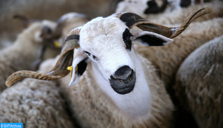 Casablanca-Settat : 1.029.844 ovins et caprins destinés à l’Aïd al-Adha Casablanca-Settat : 1.029.844 ovins et caprins destinés à l’Aïd al-Adha