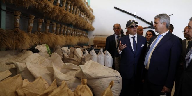 Berrechid / Semences certifiées : La tutelle s’enquiert de projets d'agrégation des producteurs Berrechid / Semences certifiées : La tutelle s’enquiert de projets d'agrégation des producteurs