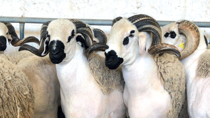 Aïd Al-Adha : Les ménages sous la lame des spéculateurs Aïd Al-Adha : Les ménages sous la lame des spéculateurs