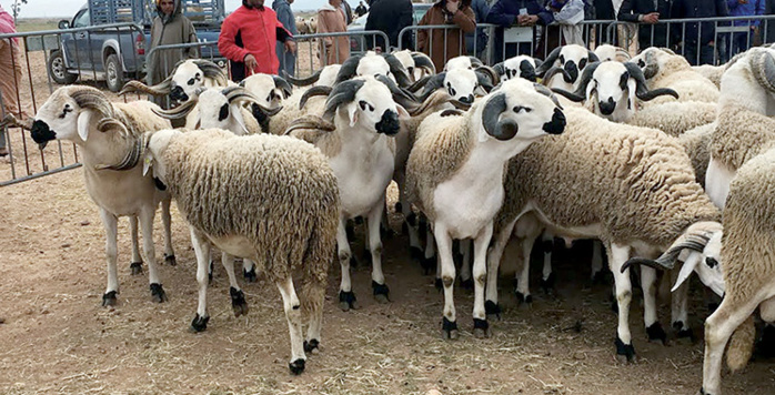 Aïd Al Adha : Voici les coûts d’hébergement et d’abattage des moutons à Casablanca Aïd Al Adha : Voici les coûts d’hébergement et d’abattage des moutons à Casablanca