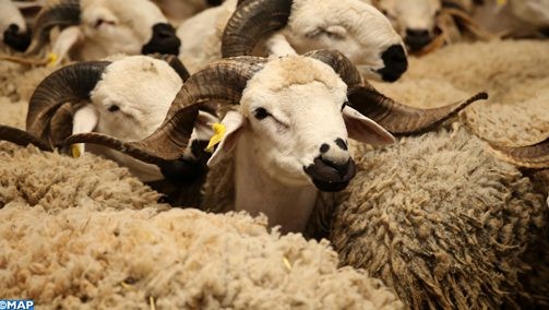 Environnement : Les campagnes de sensibilisation se poursuivent à l’occasion d’Al Adha Environnement : Les campagnes de sensibilisation se poursuivent à l’occasion d’Al Adha